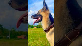 German Shepherd 🤩😱 doglover [upl. by Kurzawa]