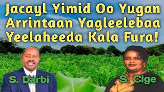 Hayebaa  Salaad Darbi iyo Saynab Cige  Seynab Cige  jacayl yimi OO yugan  kaymaha yaxoobe  hees [upl. by Oiramej]