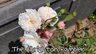 빵주네장미 The Albrighton Rambler디 올브라이튼 램블러 [upl. by Arjun]