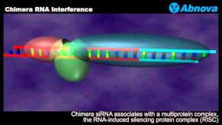 Chimera RNA Interference [upl. by Bernhard536]