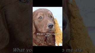 Although his owner passed awayhe met great doggy companionsshorts viralvideo shortsvideo [upl. by Geesey952]