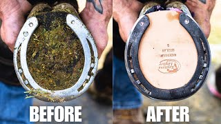 Horse Hoof trimming Restoration Satisfying [upl. by Hidie]