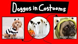 Doggos in Costooms [upl. by Berliner971]