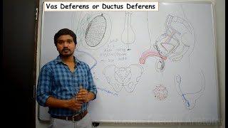 Anatomy of Vas deferens or Ductus deferens  Simplified amp made easy for beginners [upl. by Laniger]