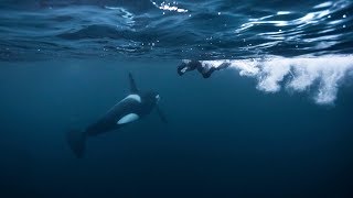 Swimming with Orcas and Humpbacks in Norway [upl. by Dnallor]