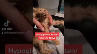 Kitten Hypoglycemic Attack [upl. by Bowra]