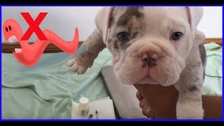 How to Kill Worms living inside your Puppy [upl. by Elleinahc65]