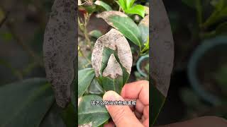 Teach you to identify camellia spots easily and learn some tips on growing camellia [upl. by Akceber]