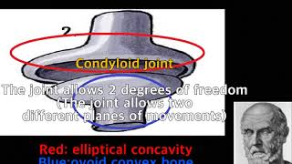 Hippo What is the condyloid joint [upl. by Odranar]