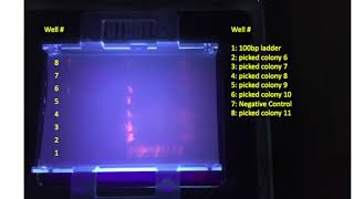 Picked Colony PCR electrophoresis [upl. by Forsyth904]