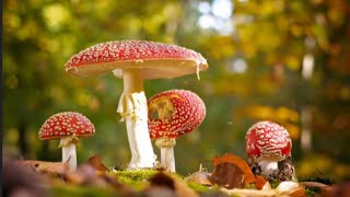 Amanite tuemouche  Amanita muscaria [upl. by Lotus]