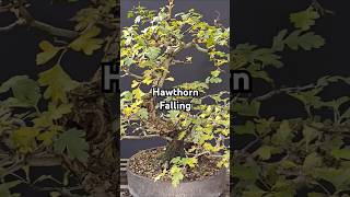 Beautifull Old Hawthorn Bonsai Entering Fall [upl. by Territus]