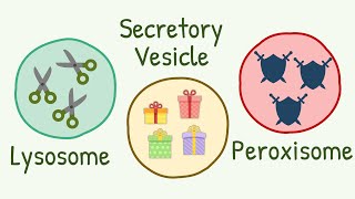 Lysosomes Peroxisomes amp Secretory Vesicles  Brothors from Same Mother [upl. by Nonna]