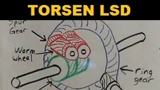 Torsen Limited Slip Differential  Explained [upl. by Anyer]