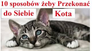 10 sposobów jak Przekonać do siebie Kota [upl. by Bondy24]