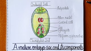 How to Draw Embryo Sac Well Labelled Diagram of Embryo Sac  Class 12  Embryo sac Figure [upl. by Diannne938]