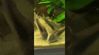 My Bronze Corydoras eating seedshrimps Ostracods [upl. by Notyarb449]