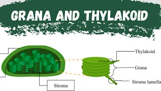 What is ThylakoidWhat is GranaFunction of Thylakoid and GranaDifference between Thylakoid amp Grana [upl. by Meraree538]