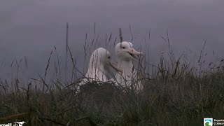 Royal Albatross  Meeting and mating  26102024 [upl. by Ecnar]