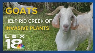 GOATS help to RID creek of INVASIVE PLANTS [upl. by Hammock]