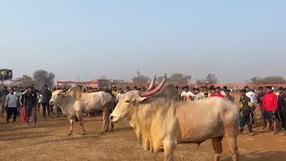 bull fight bhiwandi Surya vs robot win Surya 👑bhiwandibullfightofficial bhiwandibullfight [upl. by Brynna]