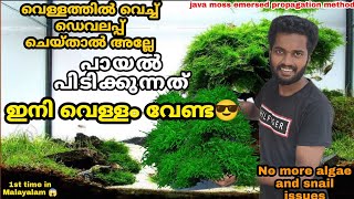 Javamoss propagation method Malayalam emersed propagation of javamossmoss propagation best method [upl. by Gaidano766]