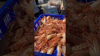 BC Live Spot Prawns Season 생새우는 맛도 살아있다 오마카세 따라하기 최적상태 おまかせ [upl. by Otsedom]