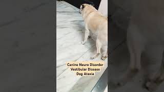 Dog Head Tilt  Uncoordinated Wobbly Dog  Vestibular Disease  Balance Problem  Nerve Ear SKRDVET [upl. by Neeruan]