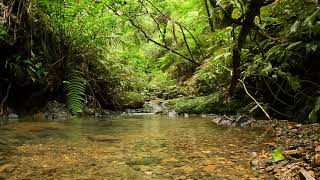 In the New Zealand bush a babbling brook flows  10 hrs of water based relaxation [upl. by Emerick314]