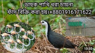 dahuk pakhir fadhash dhora china janggi fadwaterhen dahuk Bird trap huntingcock trap [upl. by Sheffield]