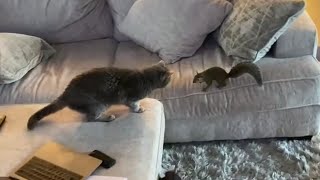 Pet squirrel plays with kitty cat best friend [upl. by Quartas]