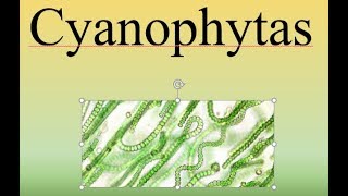 CyanophytasBIOPEDIA [upl. by Thanos]