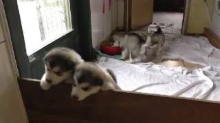 VAL DES HURLUS  Malamute dAlaska  17 août [upl. by Esbensen]