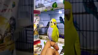 budgie half sider budgies rarebirds [upl. by Call]