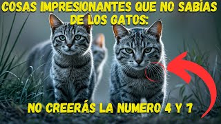 10 CURIOSIDADES DE LOS GATOS QUE NO SABÍAS LA 4 TE SORPRENDERÁ CURIOSIDADES ANIMALES CAT GATOS [upl. by Maiocco240]