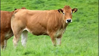 Parthenaise Cattle  Everything You Need To Know [upl. by Virgel]