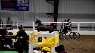 Jackie in Class 16  Open Pleasure Driving Horse at Spooktacular Horse Show on 10182024 [upl. by Entruoc27]