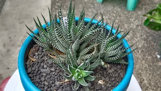 Repotting our Haworthiopsis Attenuata Zebra Haworthia [upl. by Lime737]