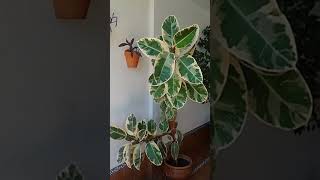 Ficus Elástica Doescheri [upl. by Friedly600]