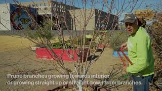 How To Prune An Apricot Tree [upl. by Head50]