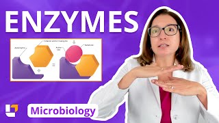 Enzymes  Metabolism Microbiology for Nursing School amp Health Fields  LevelUpRN [upl. by Dniren]