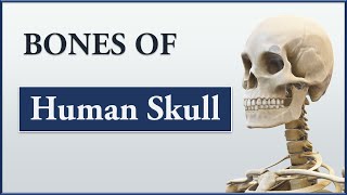 Bones of Skull  Cranial bones Facial Bones and Cranial Sutures Human Skeletal System 3D Animation [upl. by Lussier]