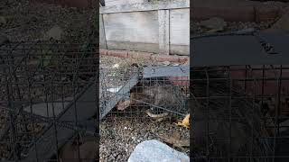 🐀🐀🐀🐀🐀 Possum Removal 🐀🐀 Trapper Mike NWCO 38 🐀🐀🐀🐀🐀 [upl. by Enetsirk159]