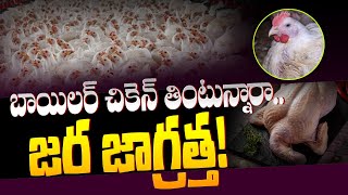 బాయిలర్ చికెన్వామ్మో జాగ్రత్త😱 Causes Of Eating Boiler Chicken  Harmful Effects Of Boiler Chicken [upl. by Cynthy]