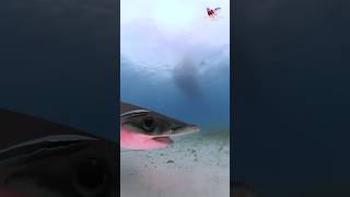 Great Hammerhead Shark and friendly remora sharks shark adventure explore ocean hammerhead [upl. by Ahsirak]