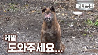 마을에 출몰한 좀비개의 가슴 아픈 진실…ㅣSad Truth Behind Zombie Dog… [upl. by Nairrad]