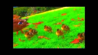 Babynoo  La ballade de ptits canard  YourKidTv [upl. by Snider]