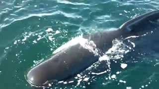 Staring at a Pilot Whales Blow Hole [upl. by Anitnemelc]