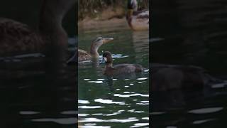 A lesser scup came to my pond to day ducks spices birding nature peaceful [upl. by Kucik]