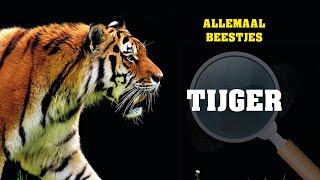 Allemaal beestjes  De tijger [upl. by Hazlip848]